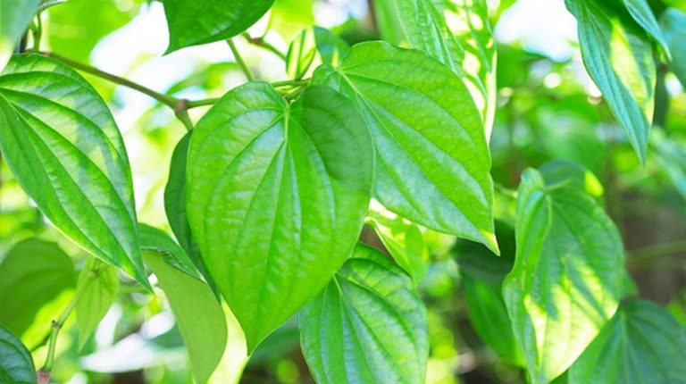 Để tối ưu hóa hiệu quả của trầu không trong việc điều trị mụn, người dùng nên kết hợp với chế độ chăm sóc da đúng cách theo các bước sau