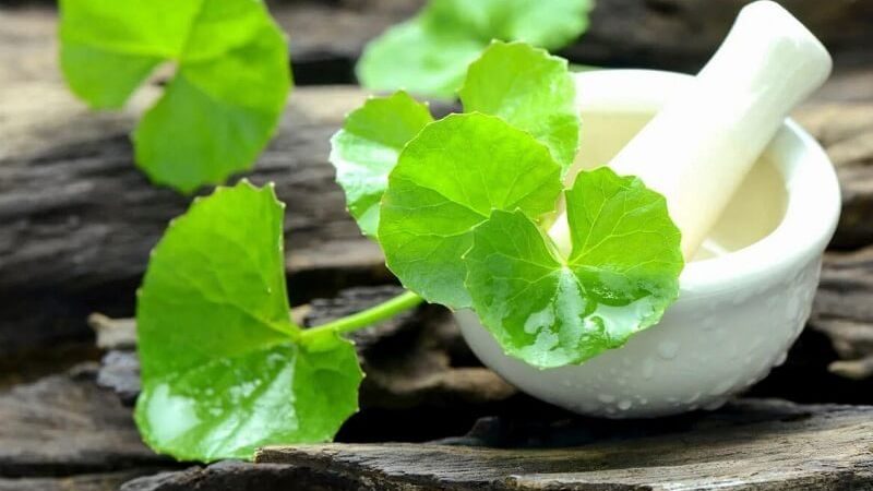 Cách chọn sản phẩm chiết xuất rau má phù hợp với da nhạy cảm