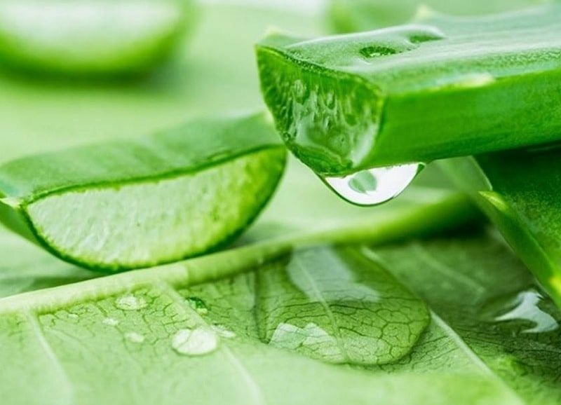 Không chỉ là bước làm sạch, sữa rửa mặt chứa nha đam còn đóng vai trò như lớp nền dưỡng da ban đầu, giúp các sản phẩm chăm sóc da sau đó thẩm thấu tốt hơn.