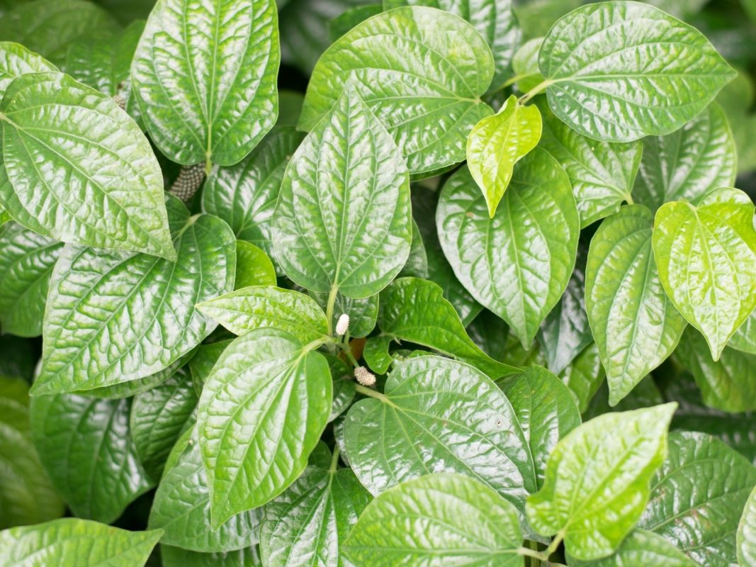 Chăm sóc mụn lưng bằng lá trầu không là một phương pháp tự nhiên, nhưng để thấy hiệu quả rõ rệt cần sự kiên trì và thực hiện đúng quy trình.
