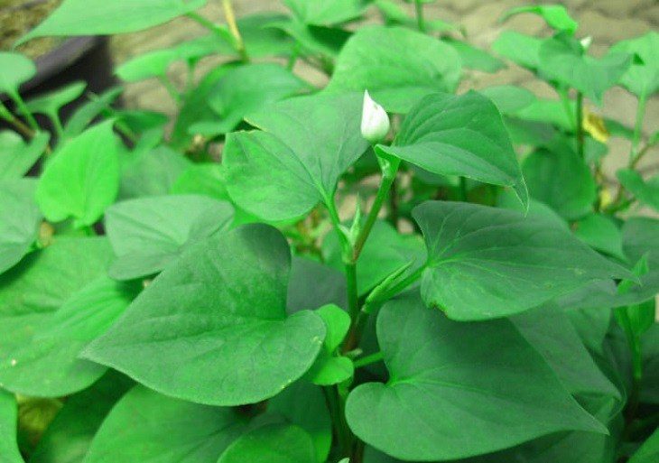 So với các phương pháp Tây y, trị mụn nội tiết bằng thuốc nam có nhiều ưu điểm vượt trội