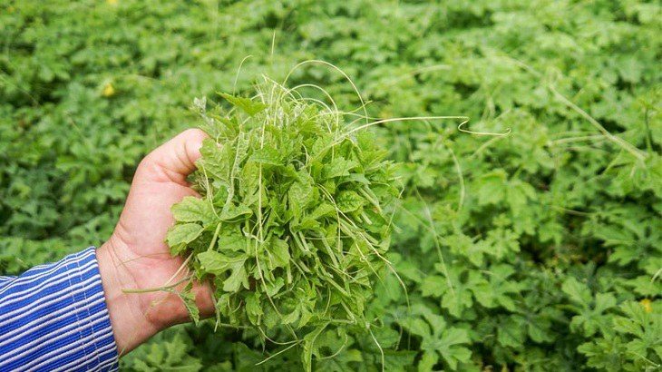 Để đạt hiệu quả tối ưu và tránh những tác dụng không mong muốn, nên tham khảo ý kiến bác sĩ y học cổ truyền trước khi bắt đầu dùng thuốc nam lâu dài.