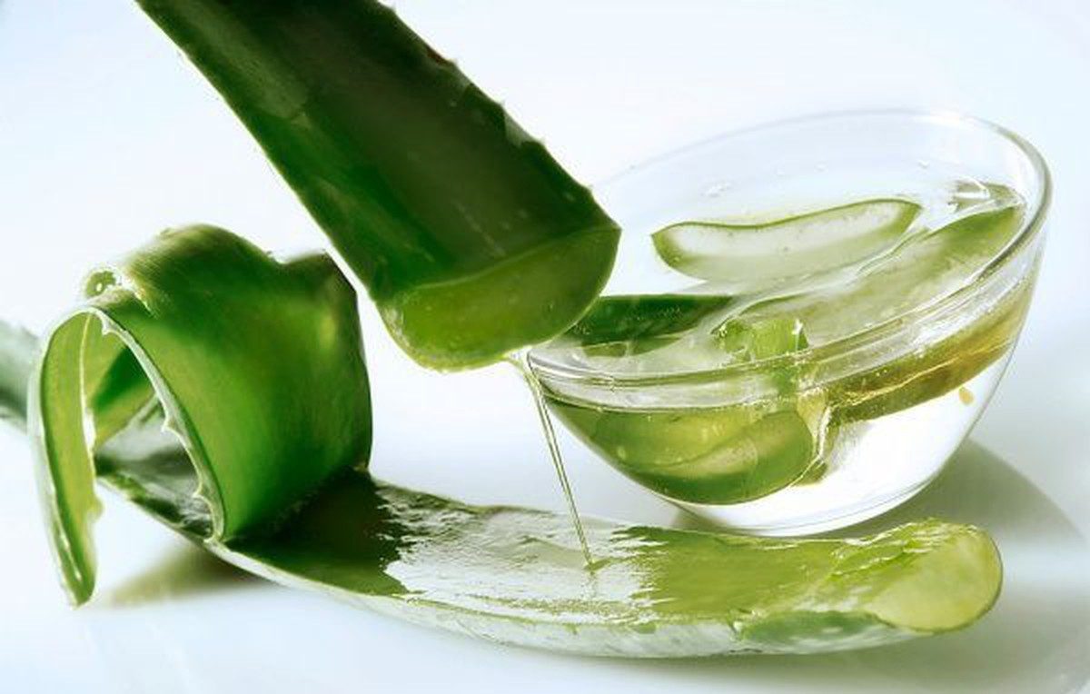 Lô hội giúp làm dịu da mẩn ngứa mùa lạnh hiệu quả