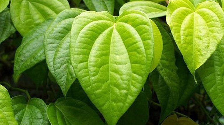 Khi kết hợp đồng bộ với sản phẩm bôi từ Dr-Spiller, cảm nhận về độ ẩm, sức căng da và sắc thái đồng đều đạt được sự thay đổi rõ rệt.