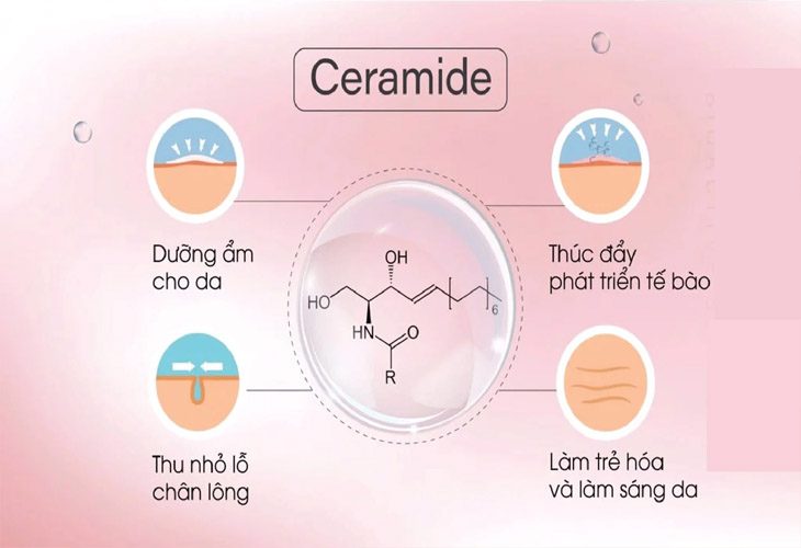 eramide châu Âu hiện đang trở thành một trong những thành phần dưỡng da được ưa chuộng nhờ vào hiệu quả chăm sóc da vượt trội