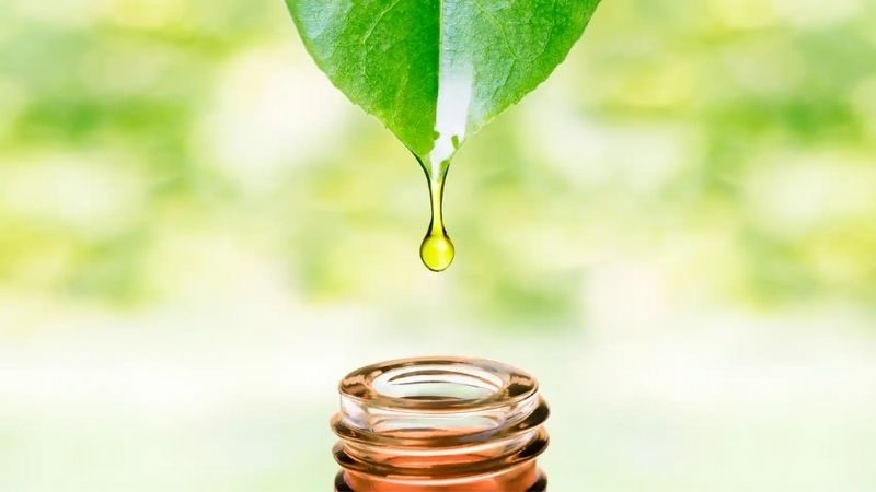 Để tận dụng tối đa lợi ích của tinh chất chiết xuất trà xanh, việc sử dụng đúng cách là rất quan trọng