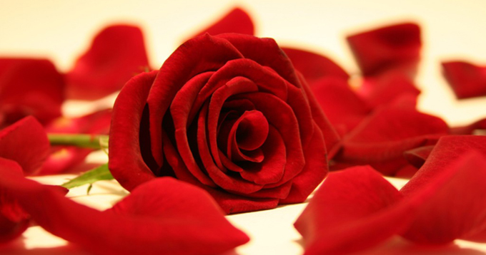 Bật mí cách làm nước hoa hồng tại nhà hiệu quả