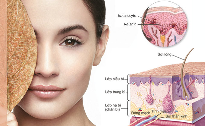 Cơ chế hoạt động của da