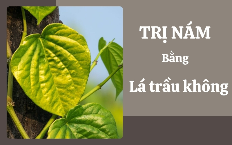 6 cách trị nám bằng lá trầu không hiệu quả, da sáng mịn