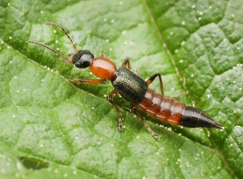 Cách Chăm Sóc Da Khi Bị Kiến Ba Khoang Đốt: Bôi Gì, Xử Lý Thế Nào