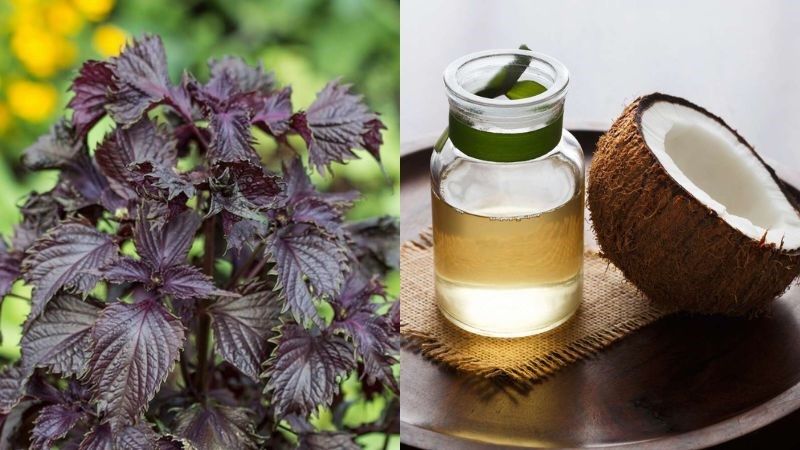 3 Cách đắp mặt nạ bằng lá tía tô giúp sáng da, giảm mụn