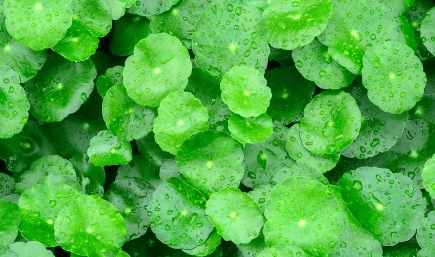 Chiết Xuất Rau Má Cho Da Nhạy Cảm: 3 Tác Dụng Làm Dịu Da nhạy cảm