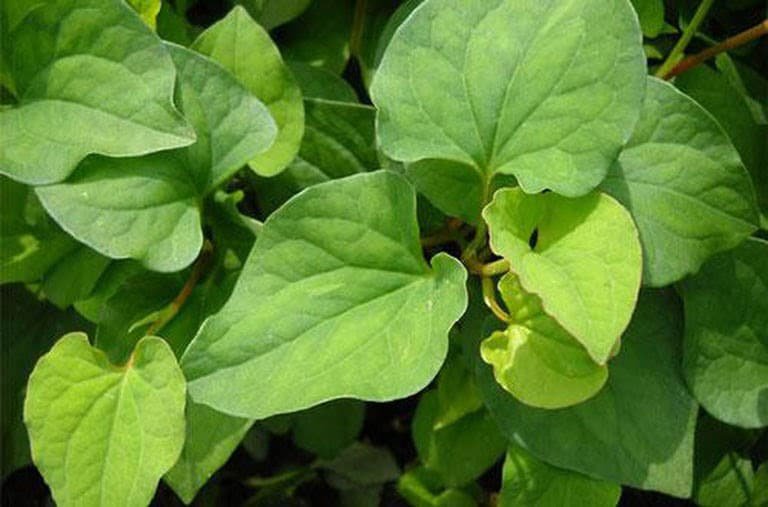 3 Bước Trị Mụn Bằng Rau Diếp Cá: Giải Pháp Tự Nhiên Cho Làn Da