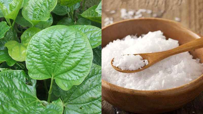 3 cách trị nám bằng lá trầu hiệu quả tự nhiên tại nhà